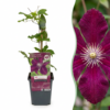 Clematis Rouge Cardinal - Bosrank Rode Kardinaal - Rood - Klimplant