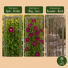 Clematis Rouge Cardinal - Bosrank Rode Kardinaal - Rood - Klimplant