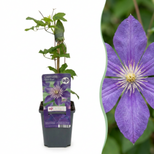 Clematis Multi Blue - Bosrank - Blauw - Klimplant