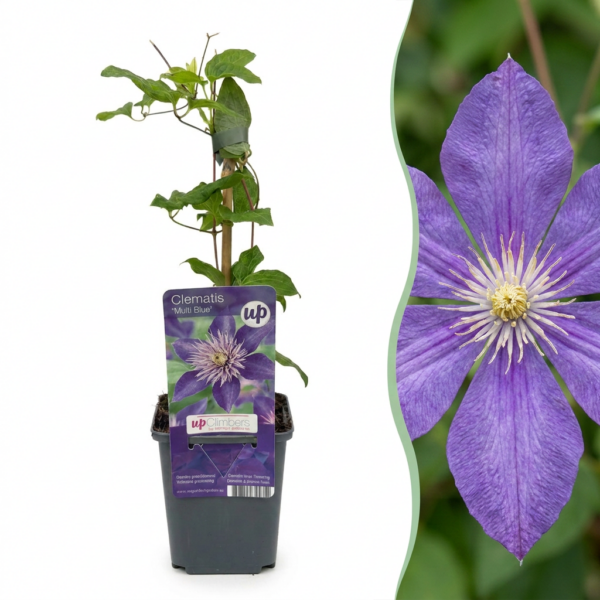 thumbnail_6000-91.png Clematis Multi Blue - Bosrank - Blauw - Klimplant