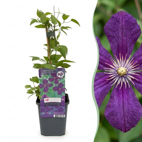 thumbnail_6000-92.png Clematis Viticella Polish Spirit - Bosrank - Paars - Klimplant