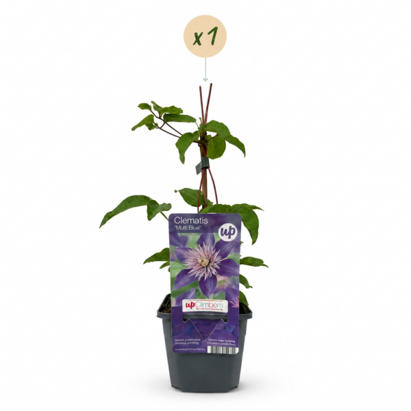 thumbnail_6000-93.png Clematis Multi Blue - Bosrank - Blauw - Klimplant