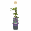 Clematis Viticella Polish Spirit - Bosrank - Paars - Klimplant