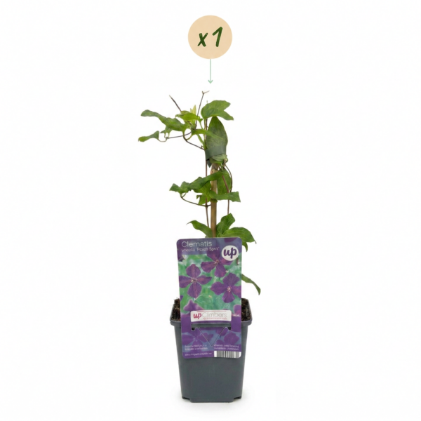 thumbnail_6000-96.png Clematis Viticella Polish Spirit - Bosrank - Paars - Klimplant