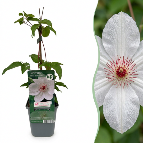 thumbnail_6000-98.png Clematis Miss Bateman - Bosrank Miss Bateman - Wit - Klimplant